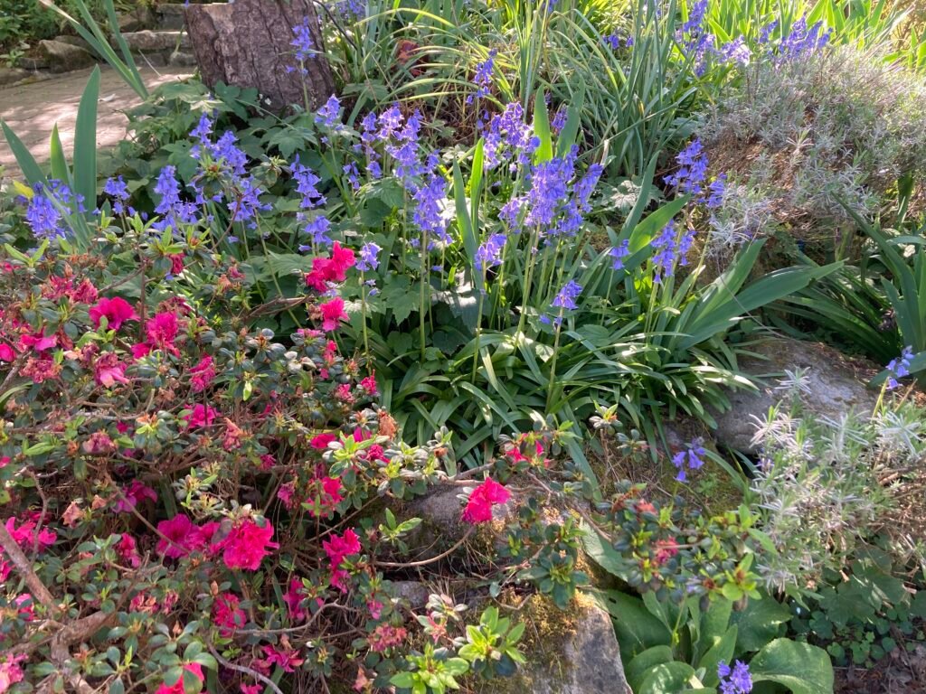 Mané Braz au printemps 2 IMG 9271