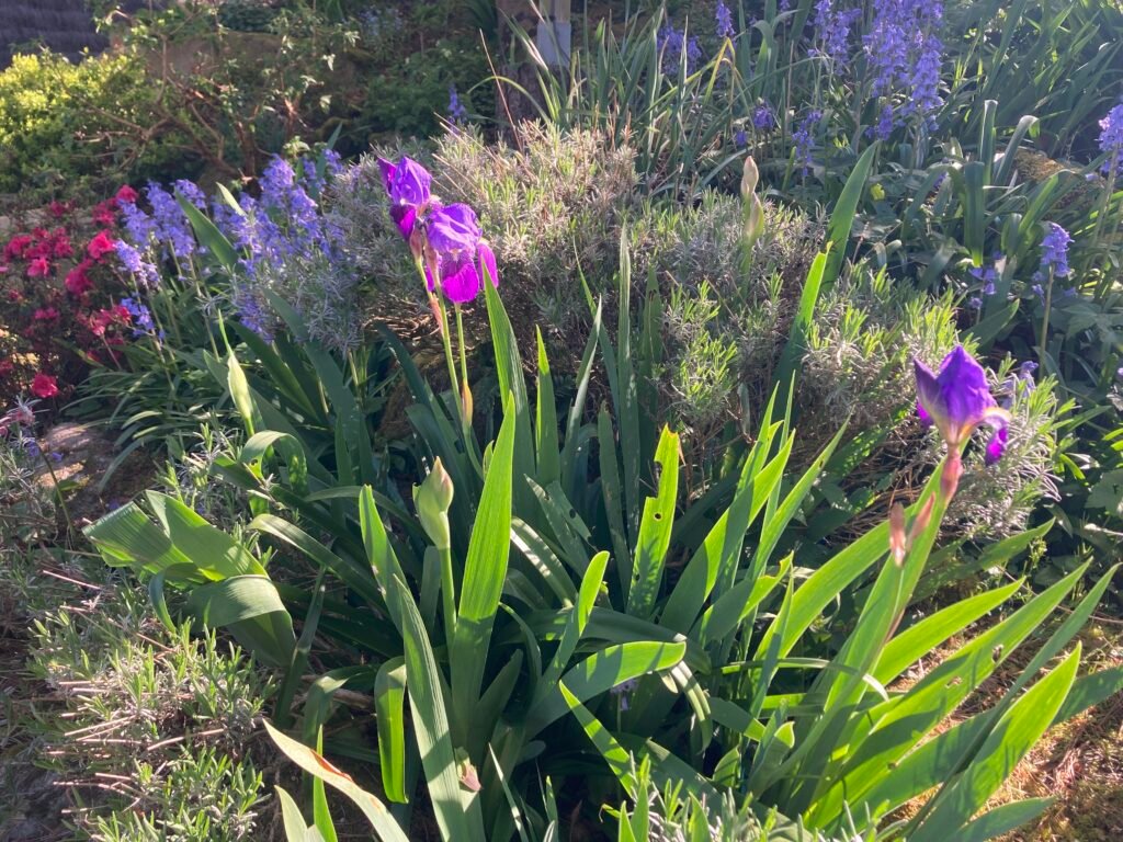 Mané Braz au printemps 5 IMG 9272