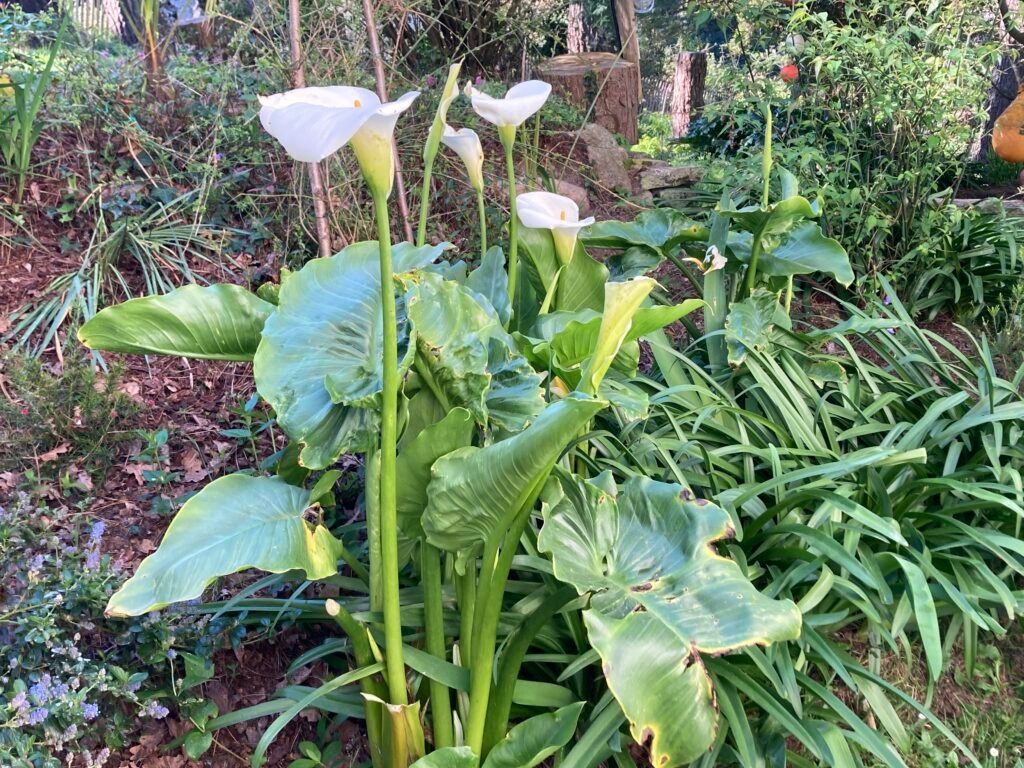 Mané Braz au printemps 6 IMG 9274