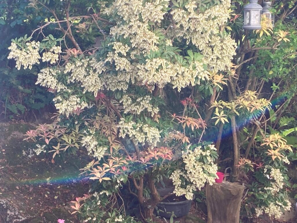 Mané Braz au printemps 3 IMG 9276