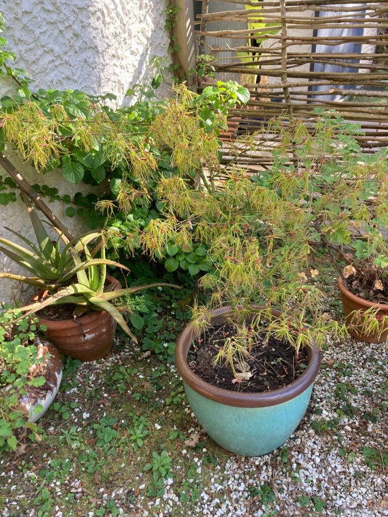 Mané Braz au printemps 4 IMG 9277